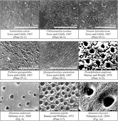 Novel Method to Image and Quantify Cogwheel Structures in Foraminiferal Shells